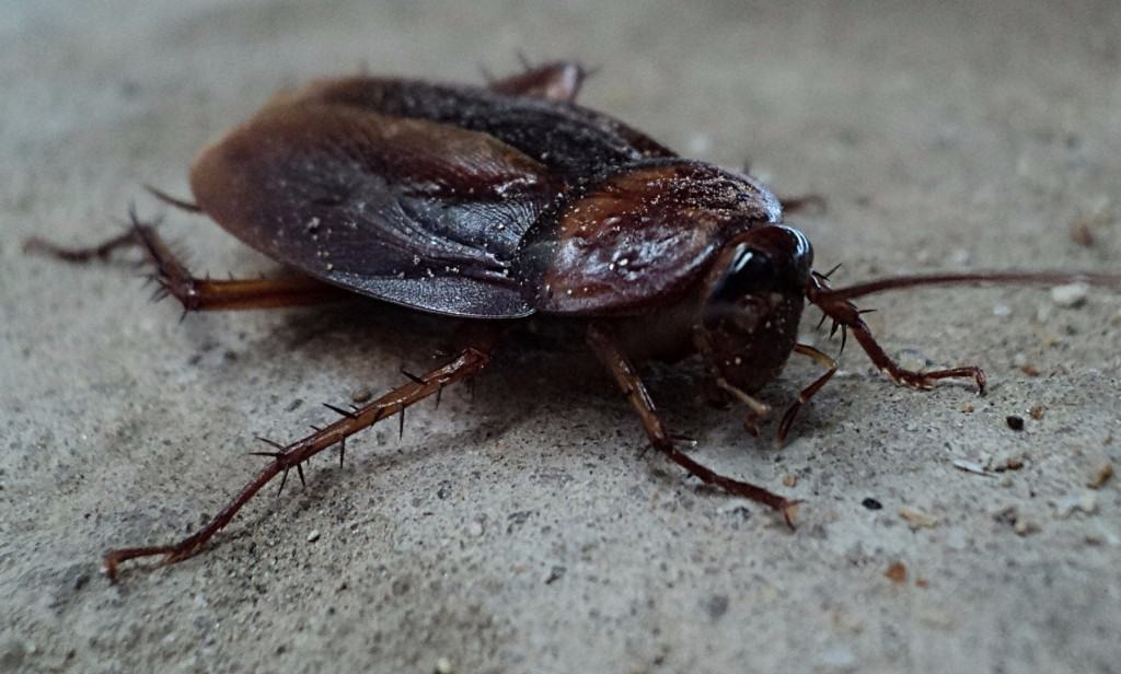 Cockroaches abilities