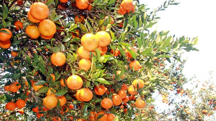Oranges Are Rs 20 Per Kg Currently, Wondrous Reasons to Eat Them Daily