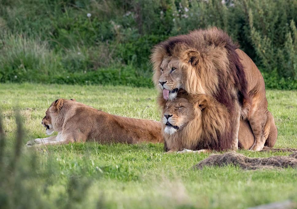 Gay Lions Prove Love is Love! Chase Off Lioness For Interrupting Their Bromance