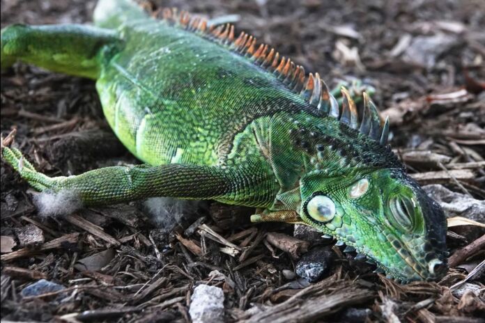 Florida Cold Weather Leads To Falling Iguana Alert