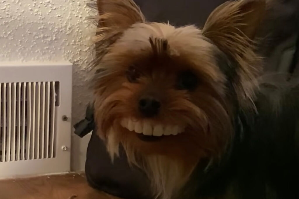 Dog steals man teeths