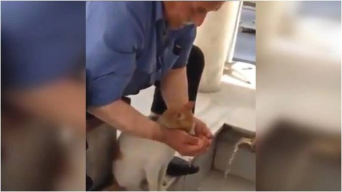Man Help Cat To Quench The Thirst: Watch Video