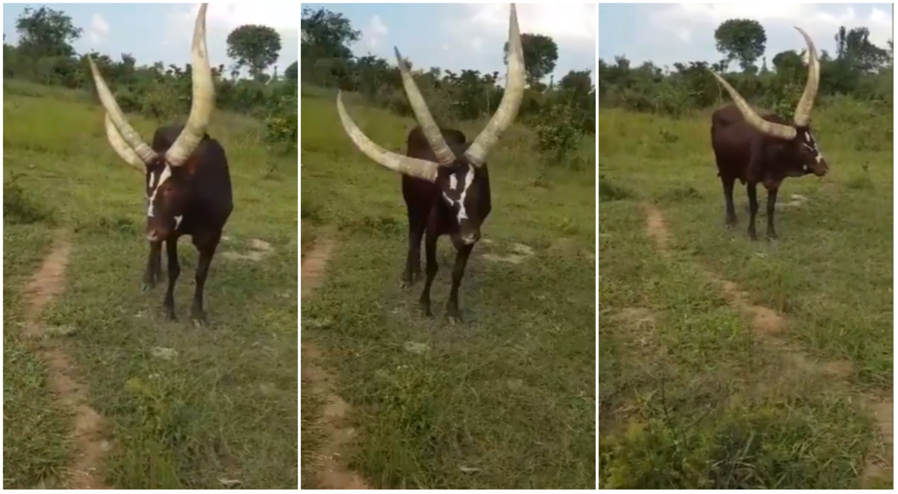 Three horned cow