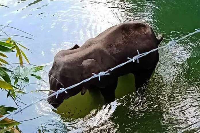 Killing Of Pregnant Elephant In Kerala Sparks Nationwide Outrage Who Were Fed Crackers In Pineapple