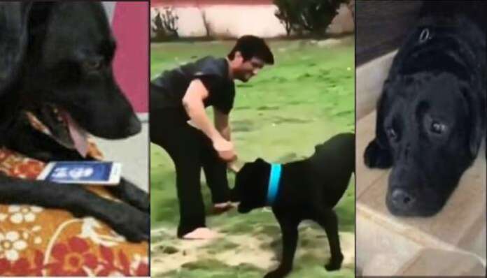 Emotional! Sushant Singh Rajput’s Pet Dog Fudge Is Still Waiting For Him To Come