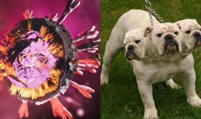 Covid-19 Mutated In The UK, Here’s What You Need To Know!