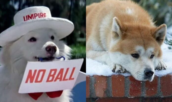 Beloved Doggies From Movies Who Won Our Hearts At First Sight