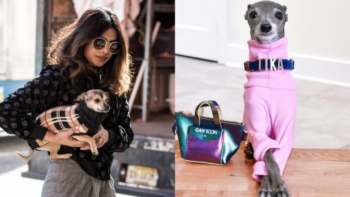 Priyanka Chopra’s Interaction With Most Stylish Dog Is Unmissable: Watch Video