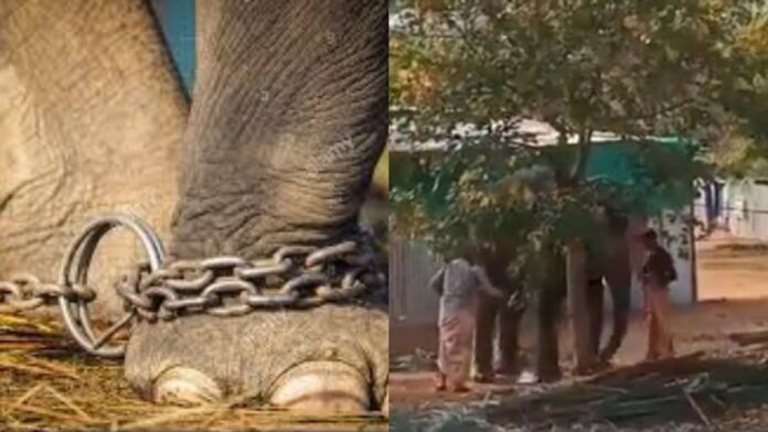Video Of Elephant Beaten Mercilessly In Tamil Nadu Takes Over The Internet