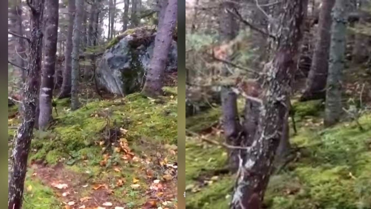 A Creepy Video Of Dense Forest Breathing Don’t Miss Out: Twitter Stunned