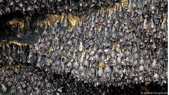 4 Good Reasons For Why Is It Important To Save Bats