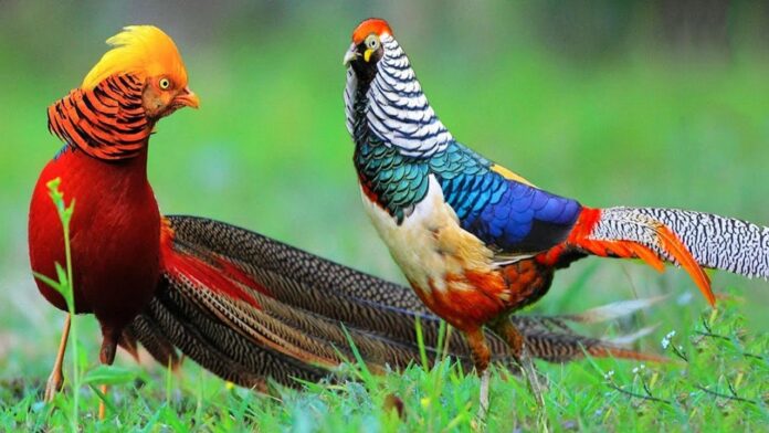 Extraordinarily Beautiful Birds That You Just Can’t Take Your Eyes Off!