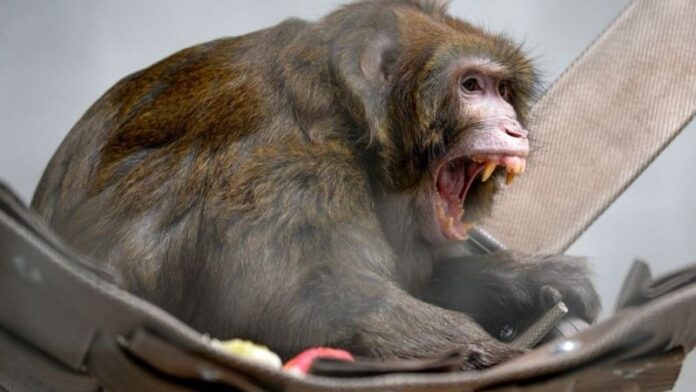 China’s Dangerous ‘Monkey B Virus’: First Human Death, Symptoms And Preventive Measures