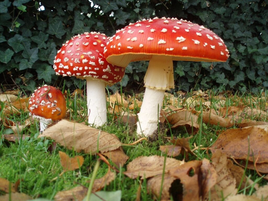 poisness mashrooms