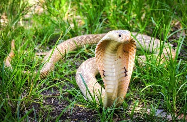 Interesting Facts And Information About Deadly Cobra Snake