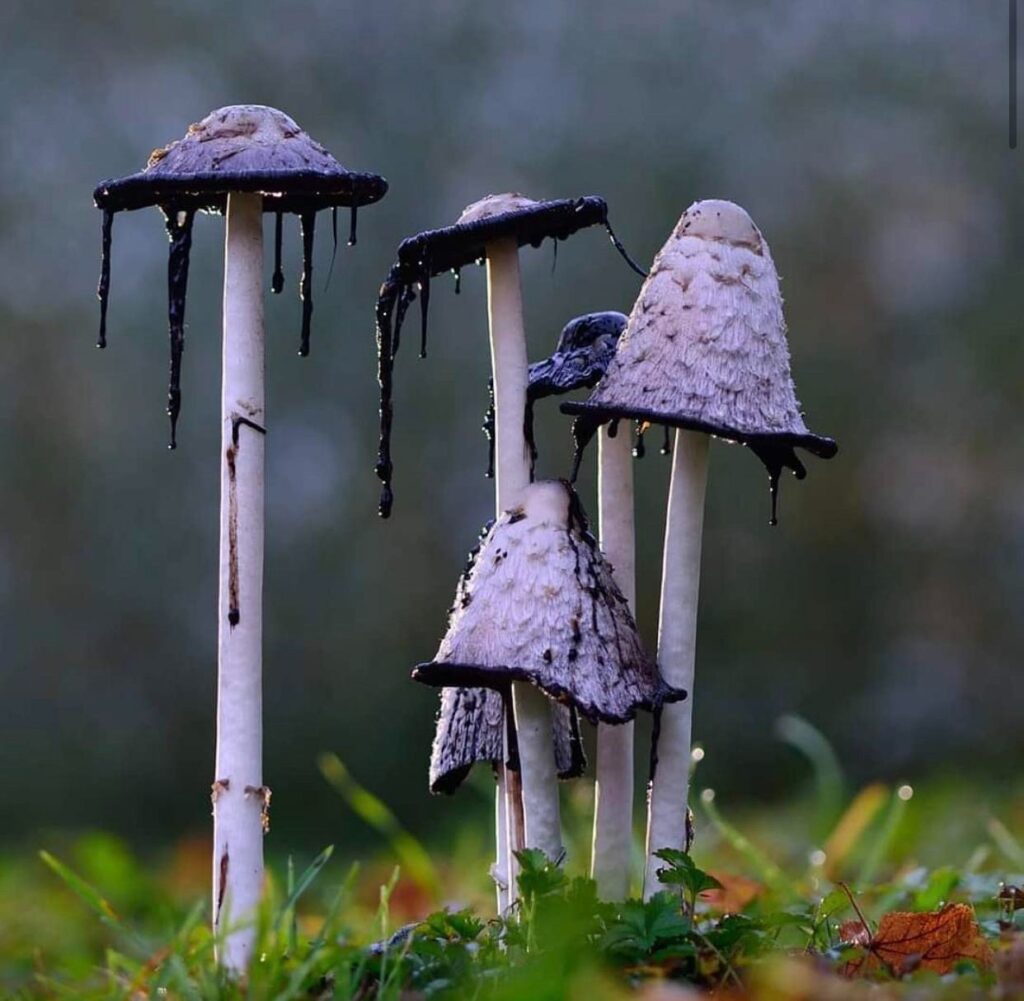 10 Most Poisonous Mushrooms In The World | AVOID THEM!