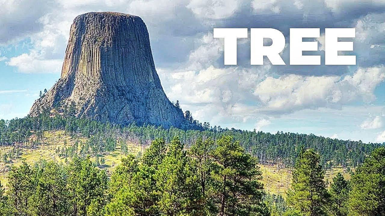 World's Largest Tree
