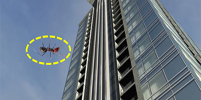 Drop ant from height