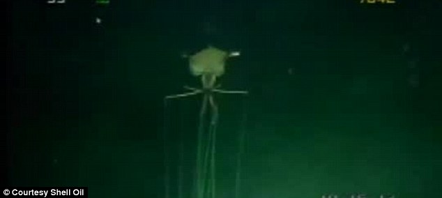 Alien squid in gulf of Mexico
