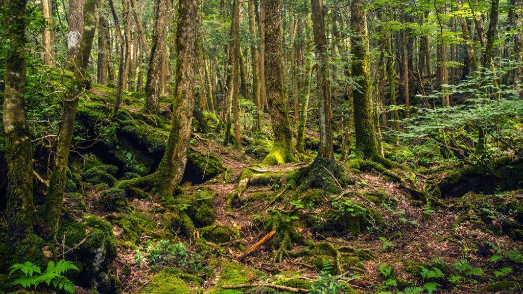 Suicide Forest Japan