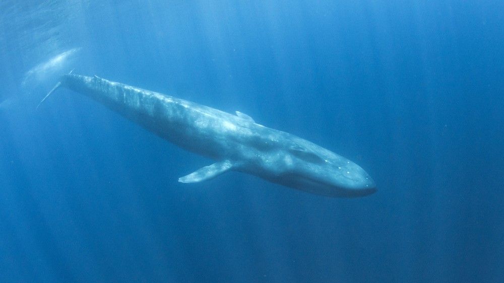 Facts About Blue Whale