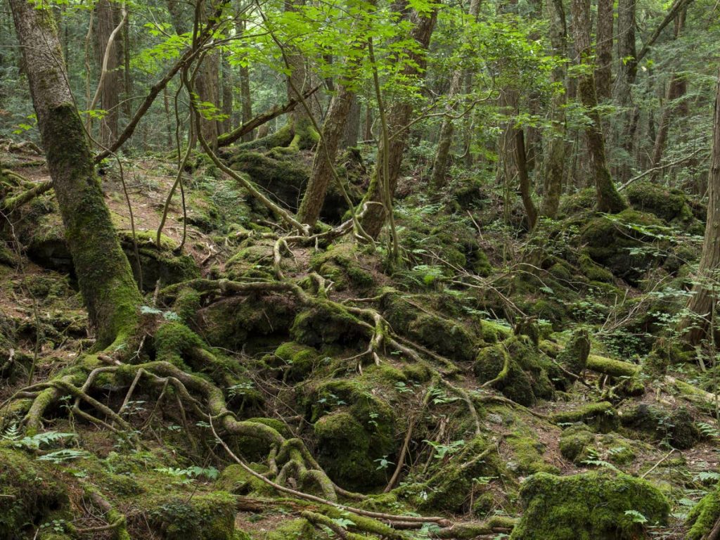 Suicide Forest Japan
