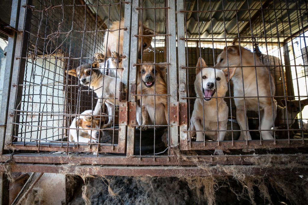 South Korea Dog Meat