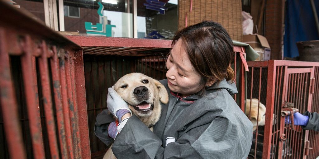 Dog meat ban south Korea