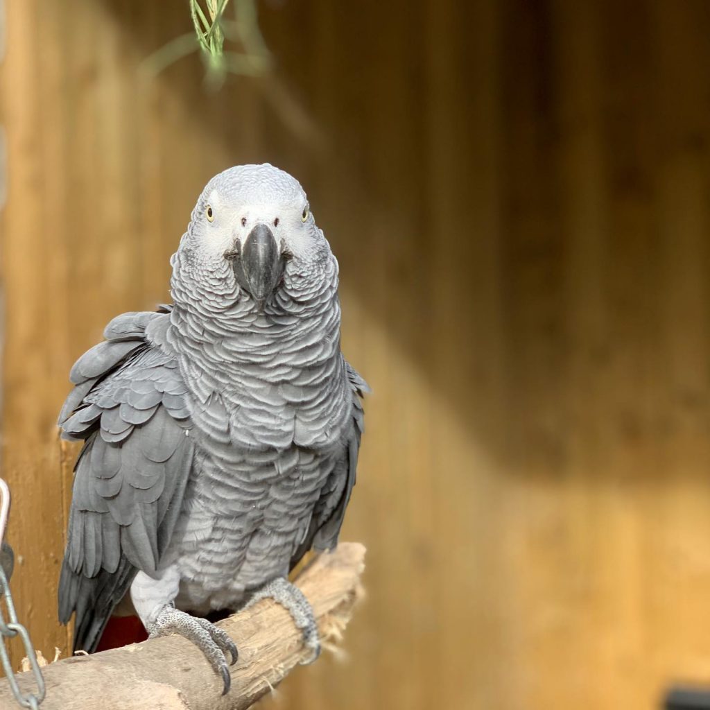 Naughty Parrots