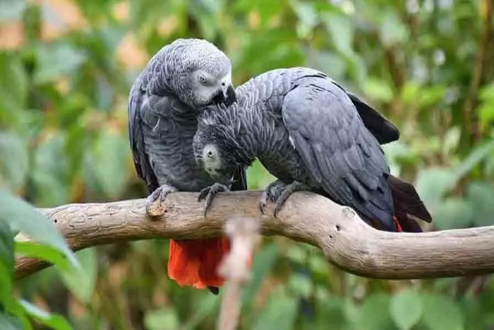 Naughty Parrots