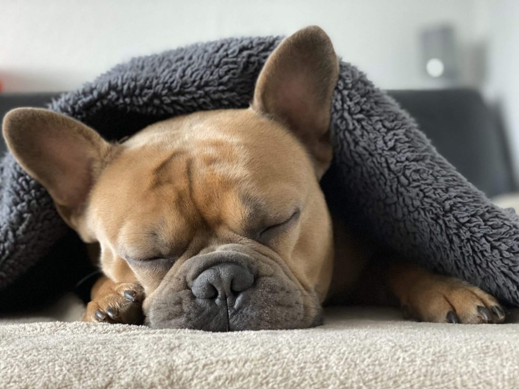 What Do Animals Dream