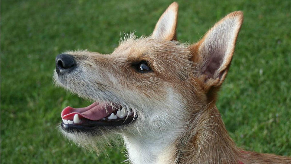 Dog