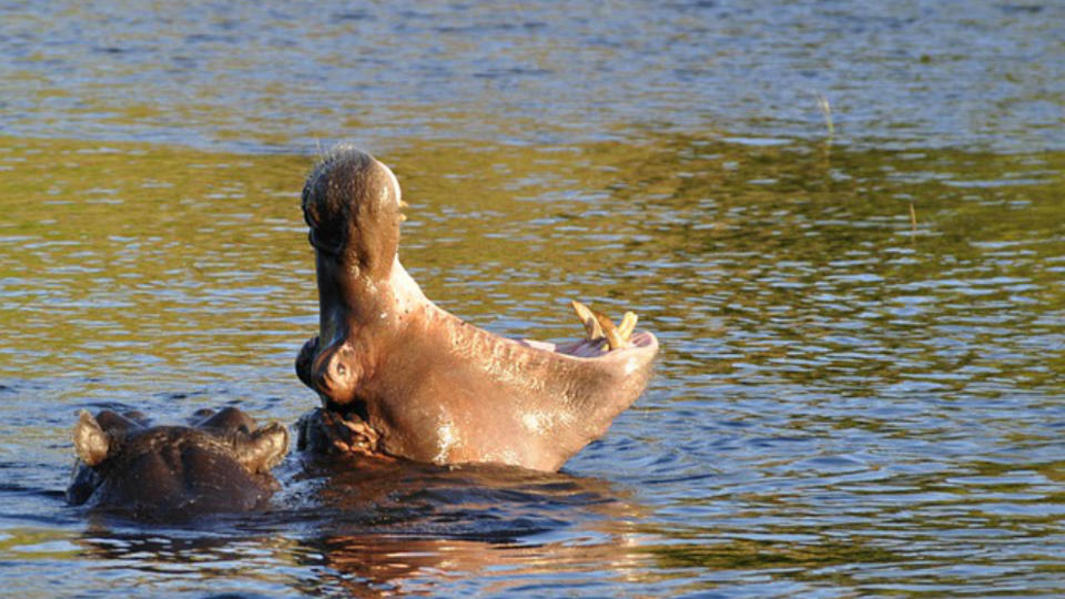 Hippopotamus