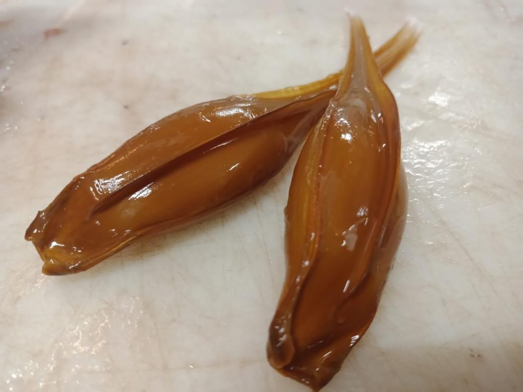 Ghost Shark eggs