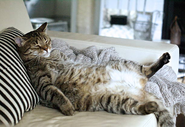 What Do Animals Dream