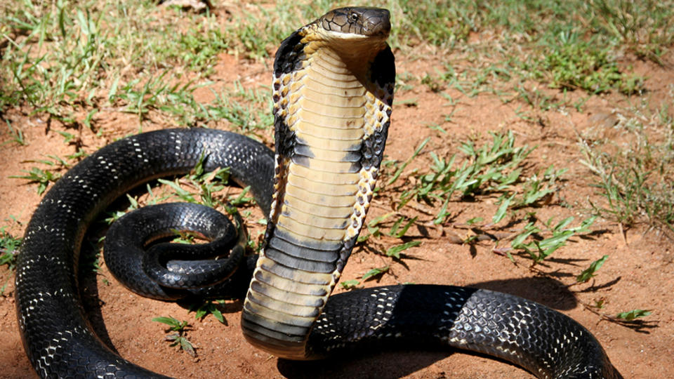 Top 10 Most Dangerous Creatures In The World