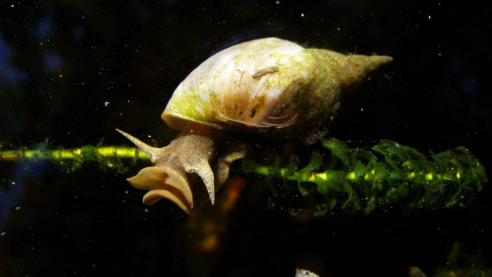 Freshwater snail
