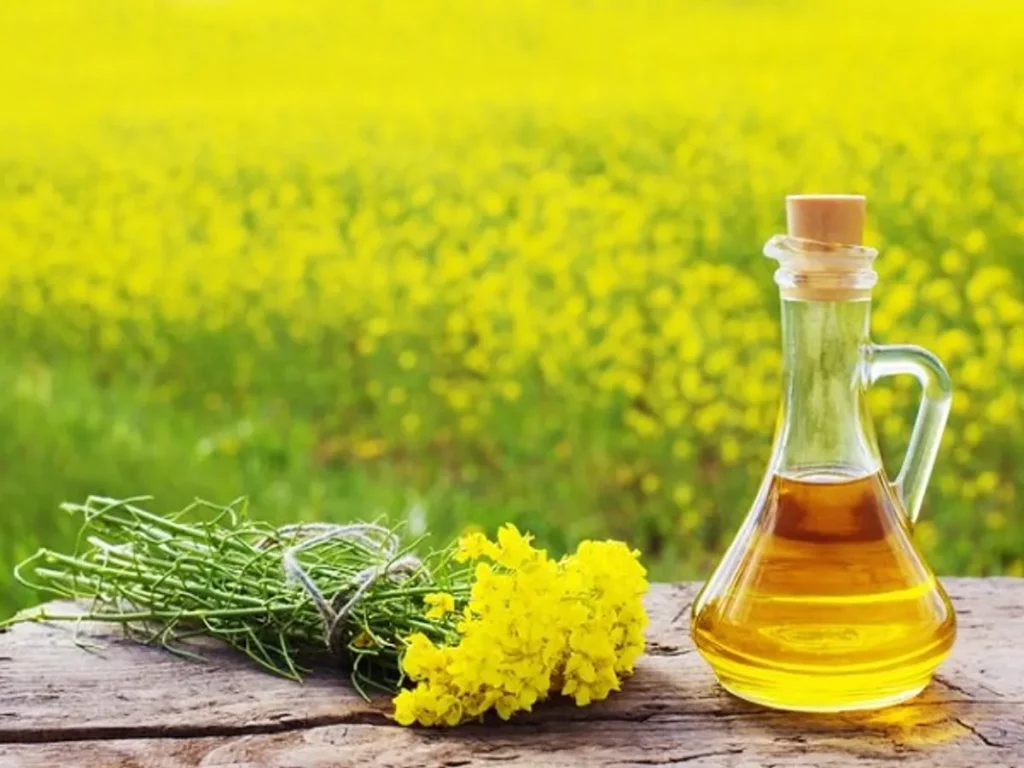 Applying Mustard Oil Daily  on body