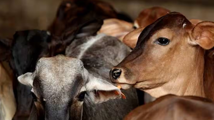 UP allocates more funds for stray cows than widows or elderly: Data