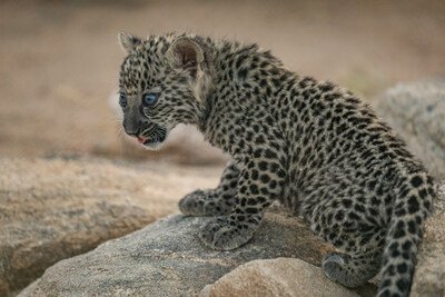 ROYAL COMMISSION FOR ALULA’S ARABIAN LEOPARD CONSERVATION BREEDING PROGRAMME WELCOMES SEVEN NEW CUBS