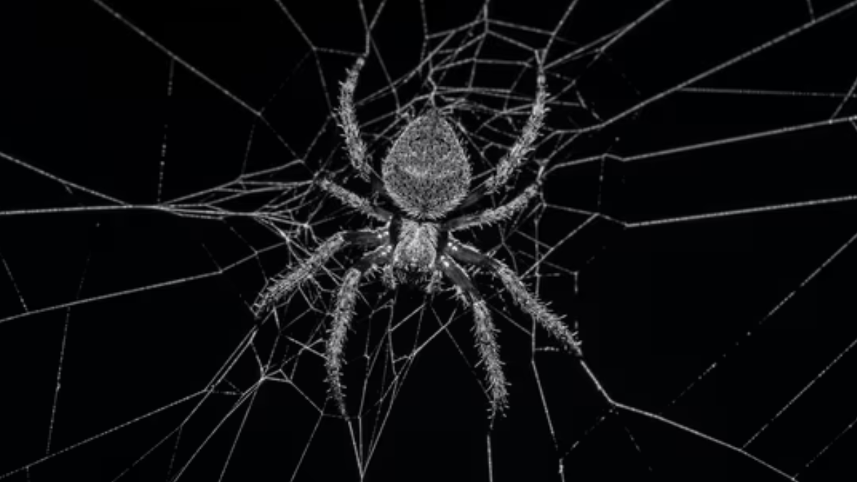 Spider lays eggs inside man’s toes, however expert claims that….