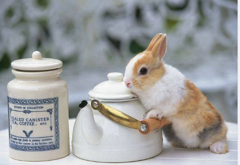Rabbit Poo Tea