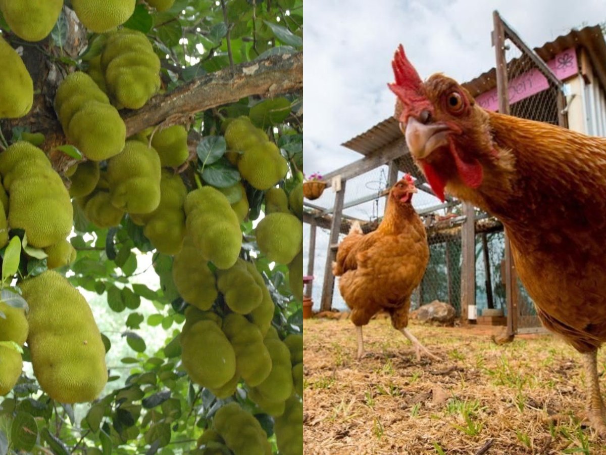 New Non-Veg After People Ditch Chicken From The Fear Of Coronavirus
