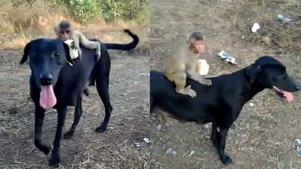 Viral Video: Baby Monkey Eats Bread While Sitting On Dog’s Back monkey sitting on dog viral video