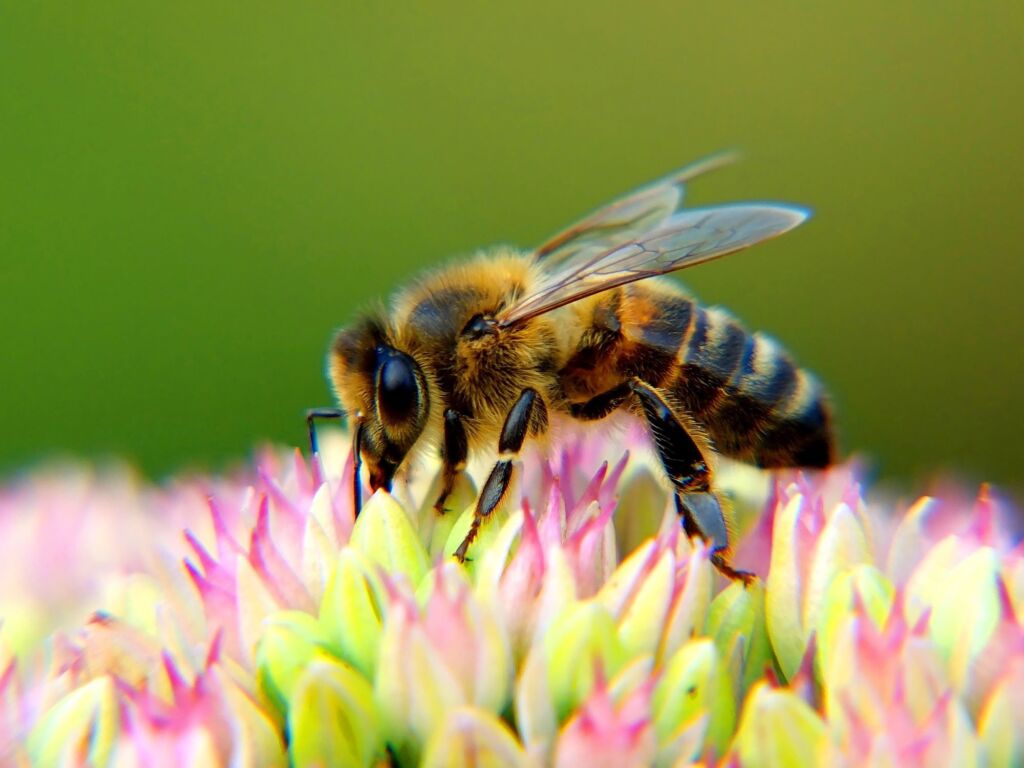 Bees superpowers