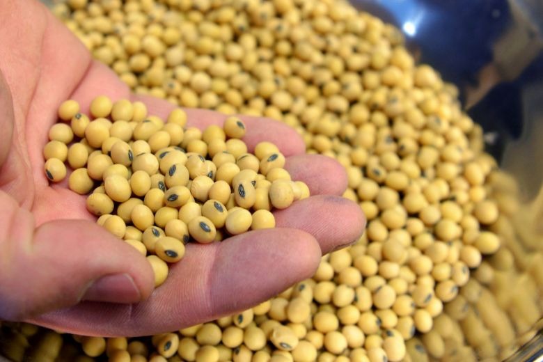 Diets During Pregnancy- Soybeans