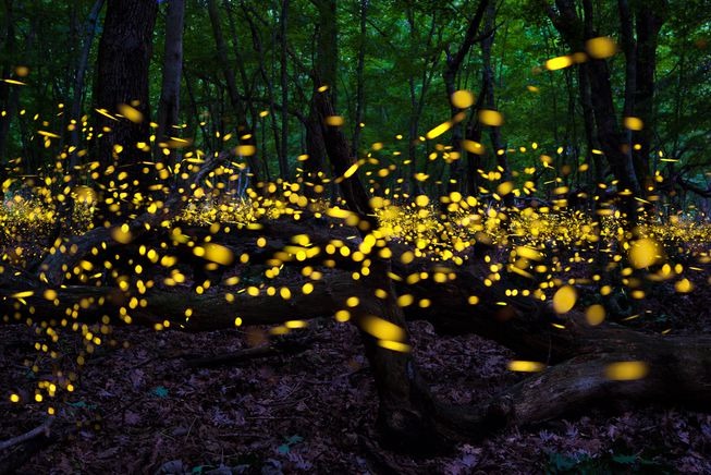 Top 10 Supernatural Powers Of Insects