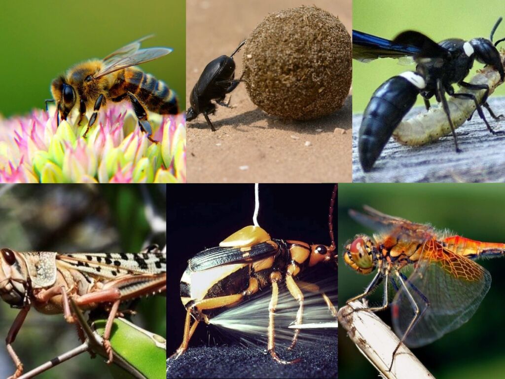 insects with superpowers